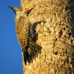 gilded Flickers